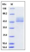 SDS-PAGE - Recombinant Mouse CD3 delta + CD3 epsilon protein (Tagged) (AB277030)