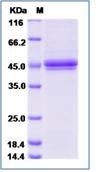 SDS-PAGE - Recombinant Mouse CD3 epsilon + CD3G protein (Tagged) (AB277033), expandable thumbnail