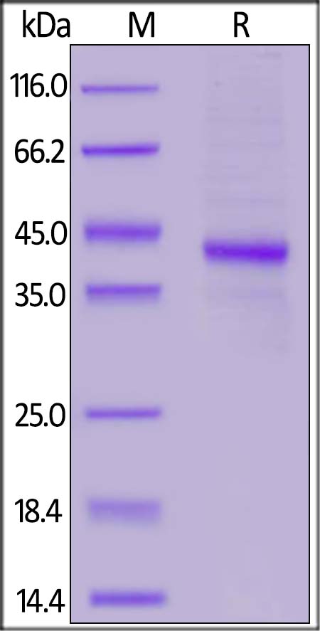Recombinant Mouse CD3 protein (Fc Chimera)