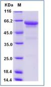 SDS-PAGE - Recombinant Mouse CD300 protein (Fc Chimera) (AB277022)