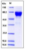 SDS-PAGE - Recombinant Mouse CD300a protein (Fc Chimera) (AB276898)