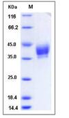 SDS-PAGE - Recombinant Mouse CD33 protein (His tag) (AB276912), expandable thumbnail
