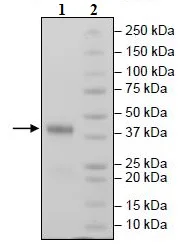 SDS-PAGE - Recombinant Mouse CD38 protein (His tag C-Terminus) (AB271429)