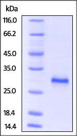 SDS-PAGE - Recombinant mouse CD40 protein (Active) (AB220566), expandable thumbnail