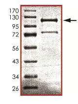 SDS-PAGE - Recombinant mouse CD45 protein (AB102105)