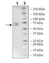 SDS-PAGE - Recombinant Mouse CD47 protein (Biotin) (Fc tag C-Terminus + Avi tag C-Terminus) (AB271436)