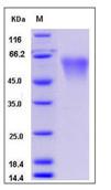 SDS-PAGE - Recombinant Mouse CD55 protein (AB276852)