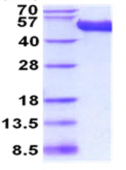 SDS-PAGE - Recombinant Mouse CD5L/CT-2 protein (His tag C-Terminus) (AB208467)