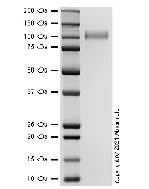 SDS-PAGE - Recombinant Mouse CD62P protein (AB283465)