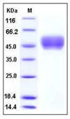 SDS-PAGE - Recombinant mouse CD64 protein (His tag) (AB276764)