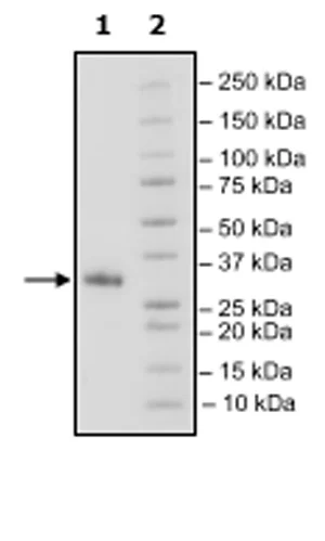 SDS-PAGE - Recombinant Mouse CD70 protein (His tag N-Terminus) (AB271445)