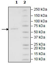 SDS-PAGE - Recombinant mouse CD73 protein (Active) (Avi tag C-Terminus + His tag C-Terminus) (AB271446)