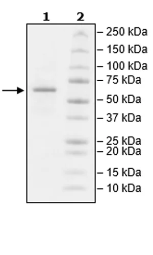 SDS-PAGE - Recombinant Mouse CD73 protein (Biotin) (Avi tag C-Terminus + His tag C-Terminus) (AB271448)