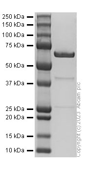 SDS-PAGE - Recombinant Mouse CD73 protein (His tag) (AB310790), expandable thumbnail