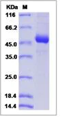 SDS-PAGE - Recombinant Mouse CD79a protein (Fc Chimera) (AB276918)
