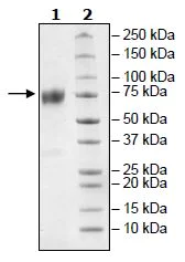 SDS-PAGE - Recombinant mouse CD80 protein (Active) (Biotin) (AB271374)