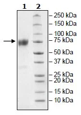 SDS-PAGE - Recombinant mouse CD80 protein (Active) (Biotin) (Fc tag C-Terminus + Avi tag C-Terminus) (AB271374)