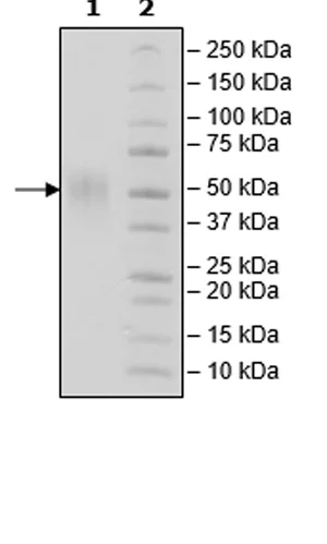 SDS-PAGE - Recombinant mouse CD80 protein (Active) (DDDDK tag C-Term + Avi tag C-Term + His tag C-Term) (AB271372)
