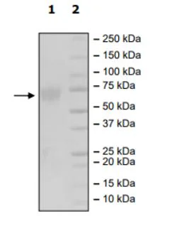 SDS-PAGE - Recombinant Mouse CD80 protein (Biotin) (Fc tag C-Terminus + Avi tag C-Terminus) (AB271644)