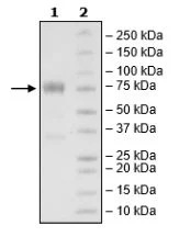 SDS-PAGE - Recombinant Mouse CD80 protein (Fc tag C-Terminus + Avi tag C-Terminus) (AB271370)