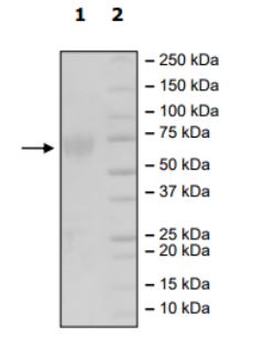 SDS-PAGE - Recombinant Mouse CD80 protein (Tagged) (Biotin) (AB271644), expandable thumbnail