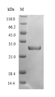 SDS-PAGE - Recombinant Mouse CELA2A protein (His tag) (AB235732)