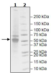 SDS-PAGE - Recombinant mouse CERK protein (Active) (AB271468)