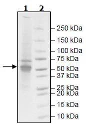 SDS-PAGE - Recombinant mouse CERK protein (Active) (DDDDK tag C-Terminus) (AB271468)