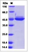 SDS-PAGE - Recombinant Mouse Chitinase 3 like protein 3 (His tag) (AB276998)