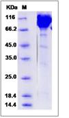 SDS-PAGE - Recombinant Mouse Contactin 1 protein (His tag) (AB276941)