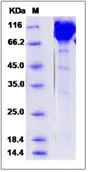 SDS-PAGE - Recombinant Mouse Contactin 1 protein (His tag) (AB276941)