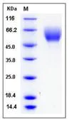 SDS-PAGE - Recombinant Mouse Cortisol Binding Globulin protein (His tag) (AB276811)