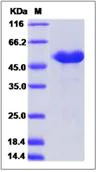 SDS-PAGE - Recombinant Mouse CRELD2 protein (His tag) (AB276991)