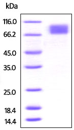 SDS-PAGE - Recombinant mouse CSF-1-R protein (Active) (AB219686), expandable thumbnail