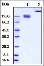 SDS-PAGE - Recombinant mouse CSF-1-R protein (Fc Chimera Active) (AB220450), expandable thumbnail