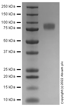 SDS-PAGE - Recombinant Mouse CSF-1-R Protein (Fc Chimera) (Active) (AB306528)