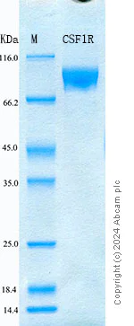 SDS-PAGE - Recombinant Mouse CSF-1-R Protein Standard (His tag) (AB316610)