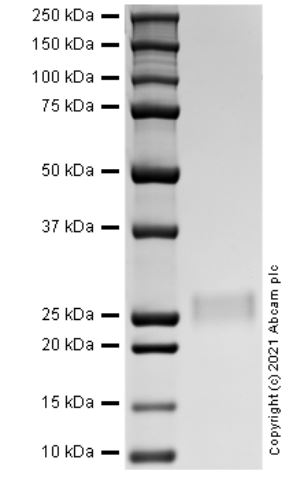 SDS-PAGE - Recombinant mouse CSF3 protein (Active) (AB287913), expandable thumbnail