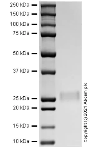 SDS-PAGE - Recombinant mouse CSF3 protein (Active) (AB287913)