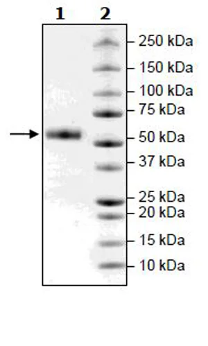 SDS-PAGE - Recombinant mouse CTLA4 protein (Active) (Biotin) (Fc tag C-Terminus + Avi tag C-Terminus) (AB271481)
