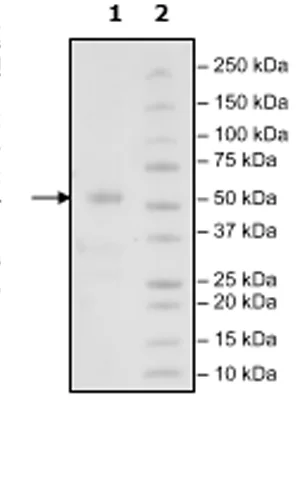 SDS-PAGE - Recombinant Mouse CTLA4 protein (Avi tag C-Terminus + Fc tag C-Terminus) (AB271480)