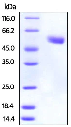 SDS-PAGE - Recombinant mouse CTLA4 protein (Fc Chimera Active) (AB219679)