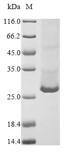 SDS-PAGE - Recombinant Mouse CTRP3 protein (His tag) (AB267941)