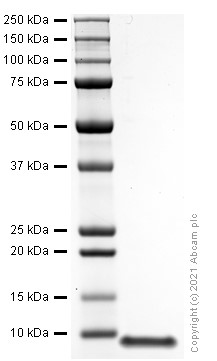 Recombinant mouse CXCL1/GRO alpha protein (Active)