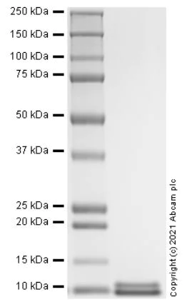 SDS-PAGE - Recombinant Mouse CXCL10 Protein (Active) (AB283918)