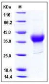 SDS-PAGE - Recombinant Mouse CXCL16 protein (His tag) (AB276775)