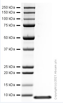 SDS-PAGE - Recombinant mouse CXCL2 protein (Active) (AB282382), expandable thumbnail