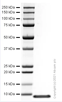 SDS-PAGE - Recombinant mouse CXCL2 protein (Active) (AB282382)