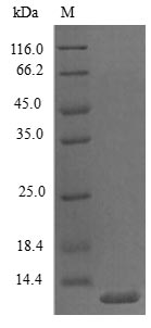 SDS-PAGE - Recombinant mouse CXCL5 protein (Active) (AB243271)