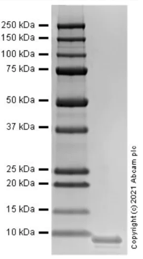 SDS-PAGE - Recombinant Mouse CXCL5 protein (Active) (AB287930)